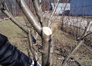 Обрізка груші навесні: осіння і літня обрізка, Як правильно обрізати і формувати крону дерева