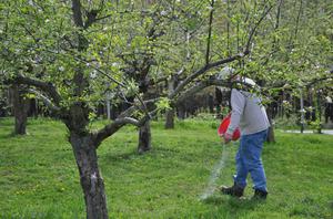 Підживлення яблуні і груші навесні: план підгодівлі на початку цвітіння, середині і кінці весни, види підгодівлі