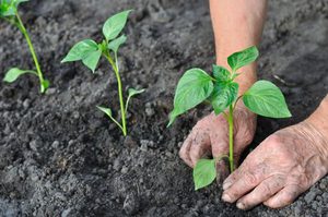 Посадка перца в грунт рассадой