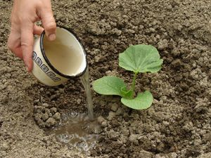 Особливості посадки гарбуза на розсаду: підготовка насіння, вирощування і догляд, як садити гарбуз на розсаду