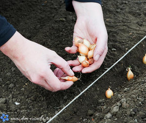 Як правильно навесні посадити цибулю-севок: вибір посадкового матеріалу, підготовка грунту і догляд