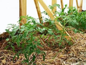 Правильне мульчування томатів в теплиці - запорука поліпшення їх врожайності