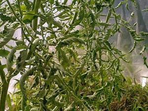 Причини скручування листя, лікування томатів і профілактика