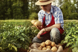 Як виростити хороший урожай картоплі: особливості посадки і агротехніки, різні технології вирощування