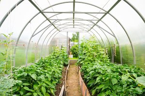 Як вирощувати огірки в теплиці з полікарбонату: посадка, догляд, боротьба з шкідниками і хворобами