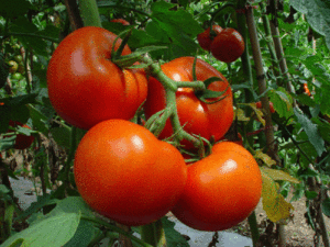 Детермінантні та індетермінантні сорти помідорів: переваги, посадка та ВИРОЩУВАННЯ, захист від шкідників