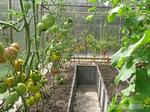 Як доглядати за помідорами в теплиці: ефективний догляд після висадки томатів