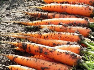 Посадка моркви у відкритий грунт на стрічці: правила і поради як садити, збір врожаю, шкідники і хвороби