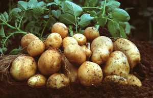 Вирощування картоплі під сіном і на соломі: методи посадки, переваги та особливості