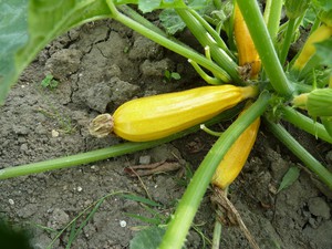 Посадка насіння кабачків у відкритий грунт: як і коли садити, особливості догляду