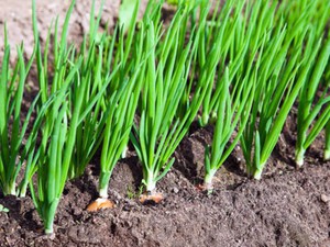 Цибуля на перо: посадка і вирощування зелені у відкритому грунті, кращі сорти цибулі і відсоток вигонки