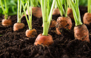 Як посадити і виростити моркву без необхідності проріджувати: Керівництво по посіву