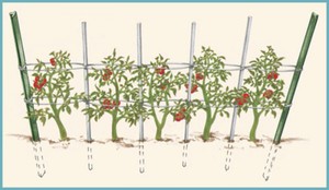 Як підв'язувати помідори у відкритому грунті: навіщо потрібна процедура, матеріали, різні способи