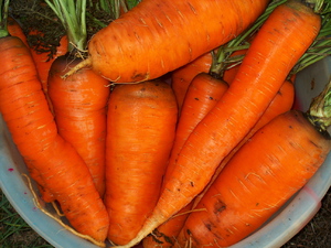 Як посадити насіння моркви, щоб швидко зійшли: поради та рекомендації