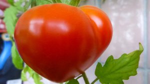 Томат Будьонівка характеристика і опис сорту, особливості вирощування помідор