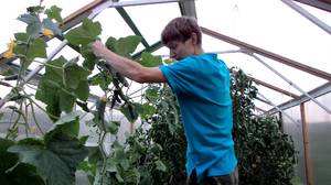 Хвороби розсади огірків: основні захворювання, що вражають молоді рослини на підвіконні і в теплиці