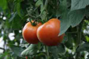 Помідорне дерево в домашніх умовах: Заміна кільком десяткам кущів звичайних томатів