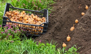 Як правильно садити картоплю в умовах невеликої ділянки