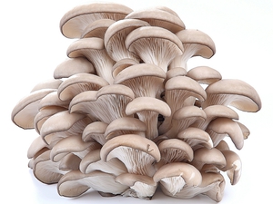 Різні види грибів глива (глива), їх види і чим корисні