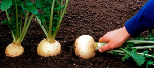 Коли садити Ріпу у відкритий грунт, ВИРОЩУВАННЯ з насіння і особливості догляду, прибирання та зберігання овоча