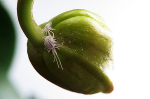 Чому з'являється білий наліт на орхідеях; як позбутися від борошнистого червця