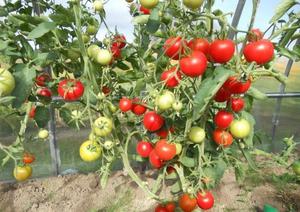 Помідори «Благовіст»: опис сорту томатів, характеристика та особливості