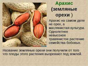 Земляний горіх (арахіс) — опис зовнішнього вигляду рослини і його корисних властивостей