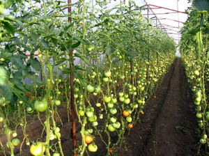 Схема посадки томатів в теплиці 3х6; Розрахунок кількості розсади, яку можна посадити на ділянці 3х6