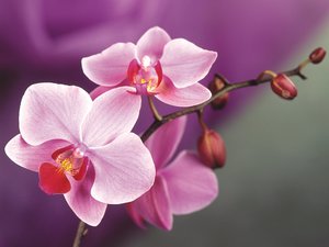 Як боротися з різними хворобами і шкідниками орхідеї фаленопсис, поява плям на листах