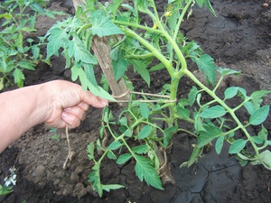 Характеристика і опис сорту томата Верліока, особливості вирощування, шкідники та хвороби рослини