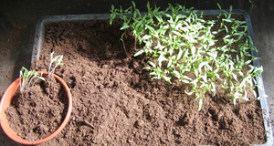 Правильне виконання пікіровки розсади томатів і догляд за розсадою