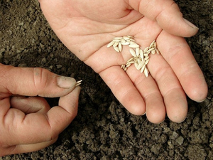 На яку глибину садити насіння огірків: місце для посадки, підготовка насіння і правила поливу культури